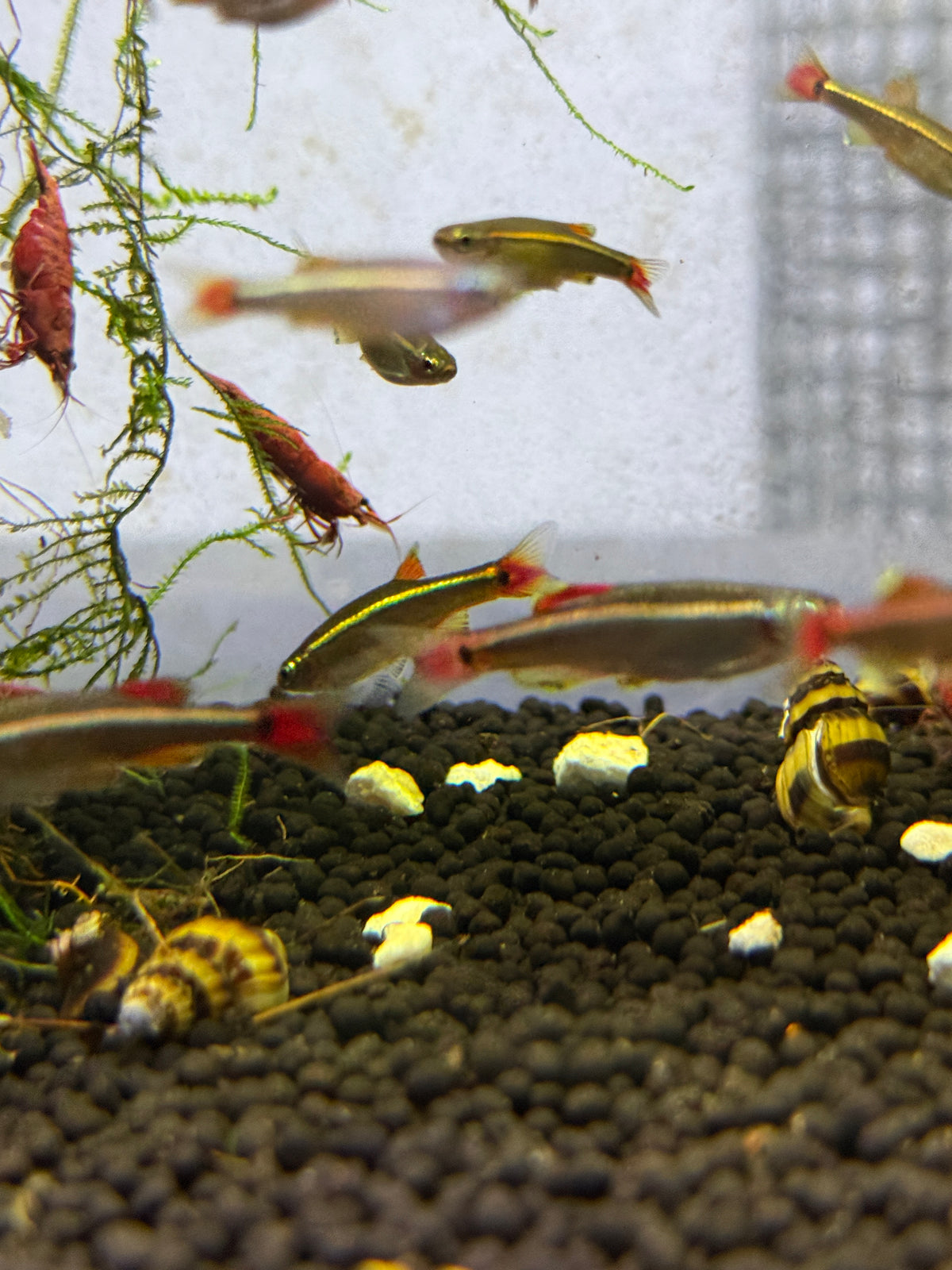 White Cloud Mountain minnow (Tanichthys albonubes)