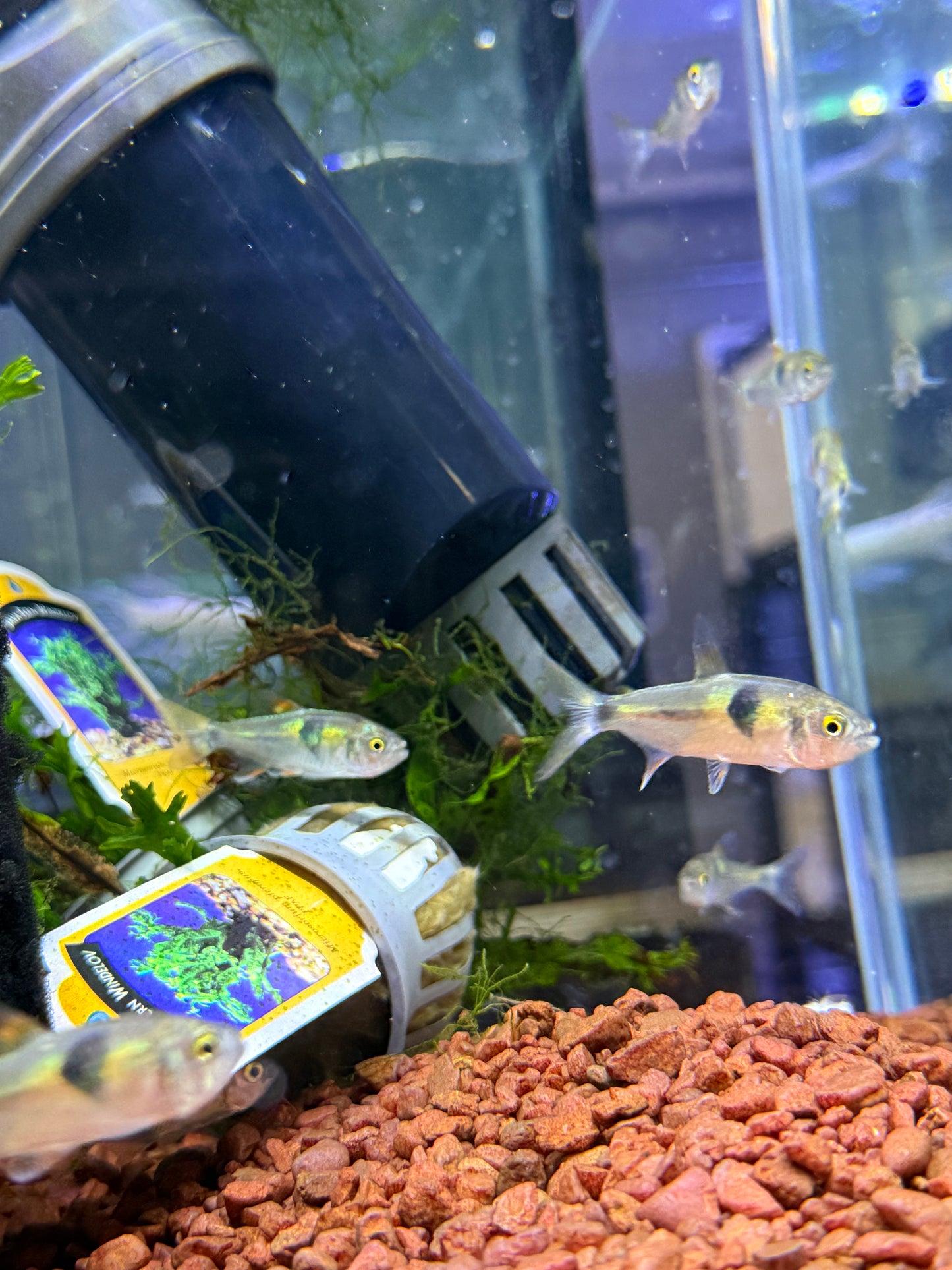 Bucktooth Tetra (Exodon paradoxus)