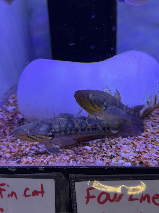 Giuris margaritaceus snakehead gudgeon / ornate sleeper