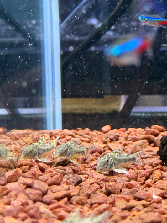 Aspidoras raimundi, Ceara Bulldog Cory