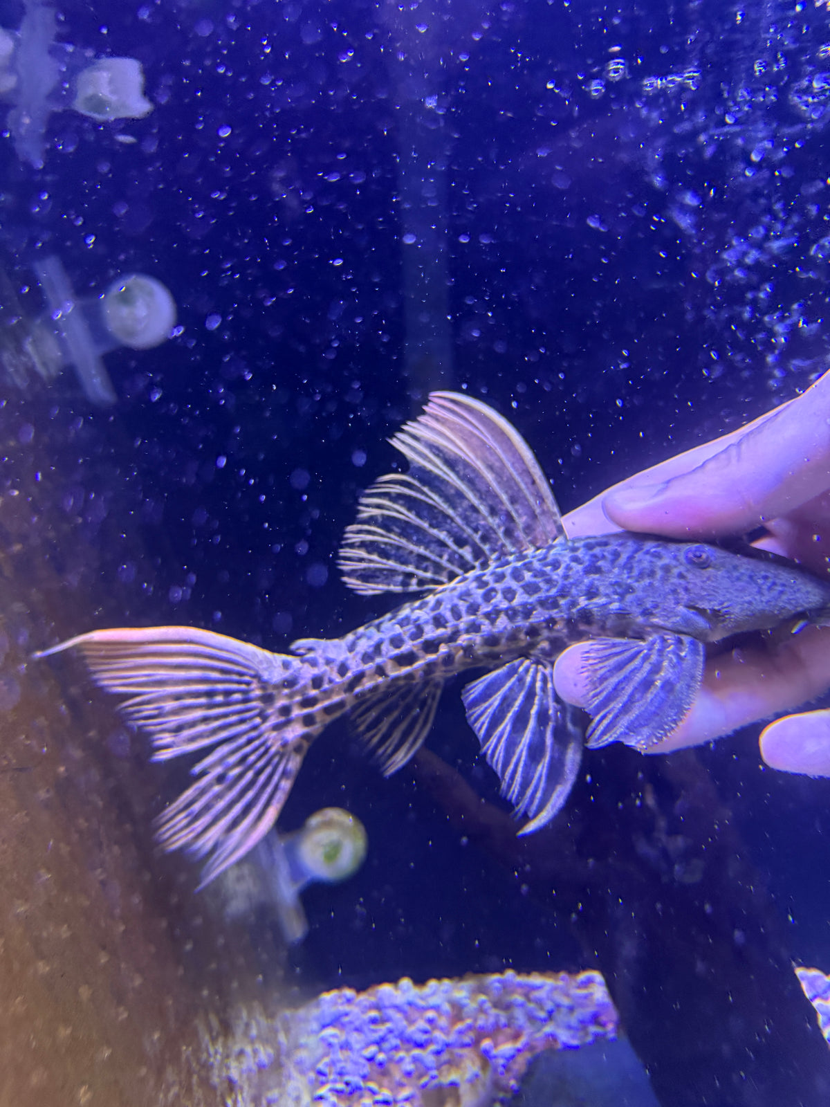 Super red L273  Titanic Pleco (Pseudacanthicus sp. L273)