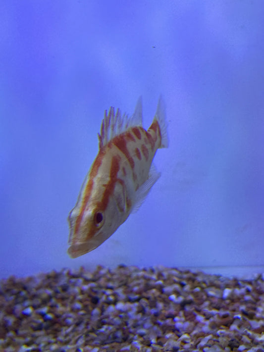 Best Price Nation Wide !!!!!     Super Red ALBINO CHINESE PERCH (SINIPERCA CHUATSI)