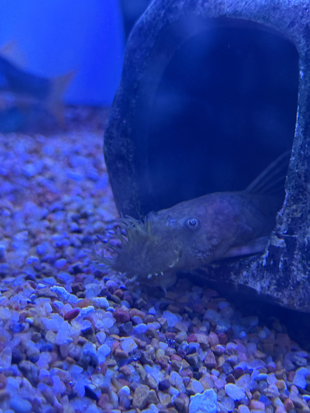 Bushy / Bristlenose pleco Wild Colombia  Ancistrus sp