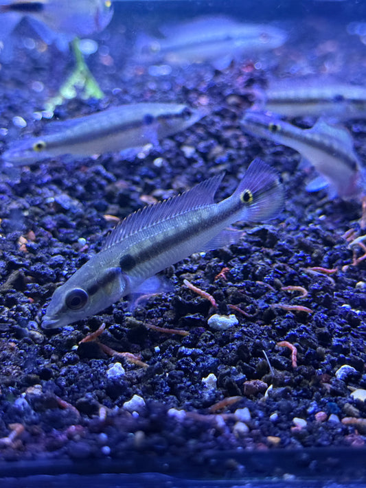 Saxatilia proteus Proteus Pike Cichlid Peru Green Pike