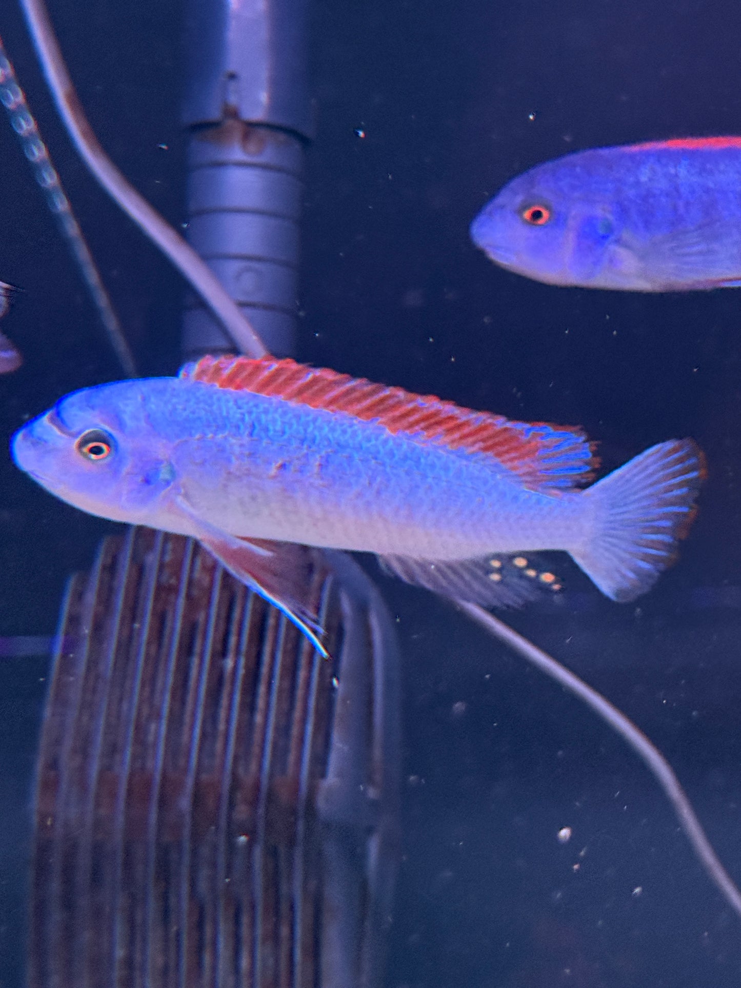 Trewavas Red-Finned Cichlid "Labeotropheus trewavasae"