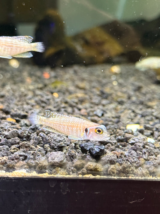 Lamprologus meleagris  pearly ocellatus