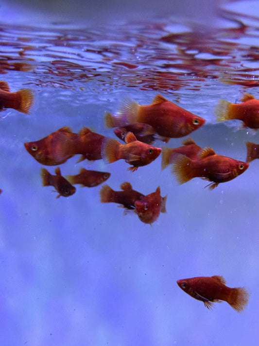 Super red balloon Platy