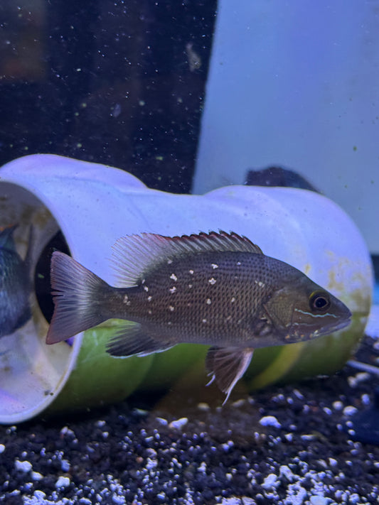 Mangrove Jack Snapper (Lutjanus argentimaculatus)