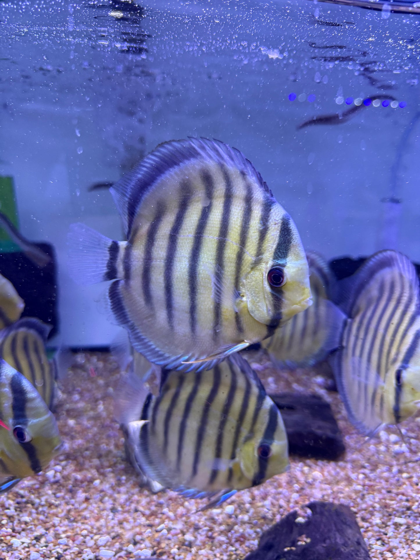 Wild  Discus Yellow/Green Symphysodon aequifasciatus