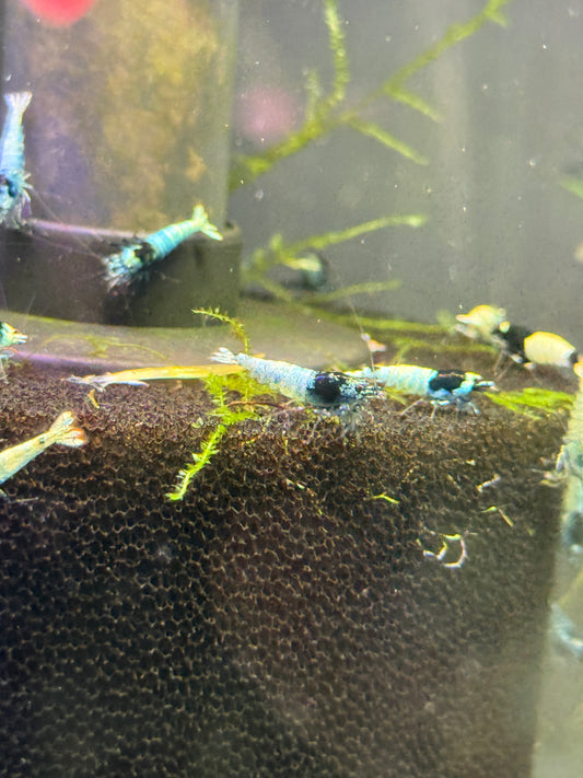 Shadow Black King Kong Caridina cantonensis