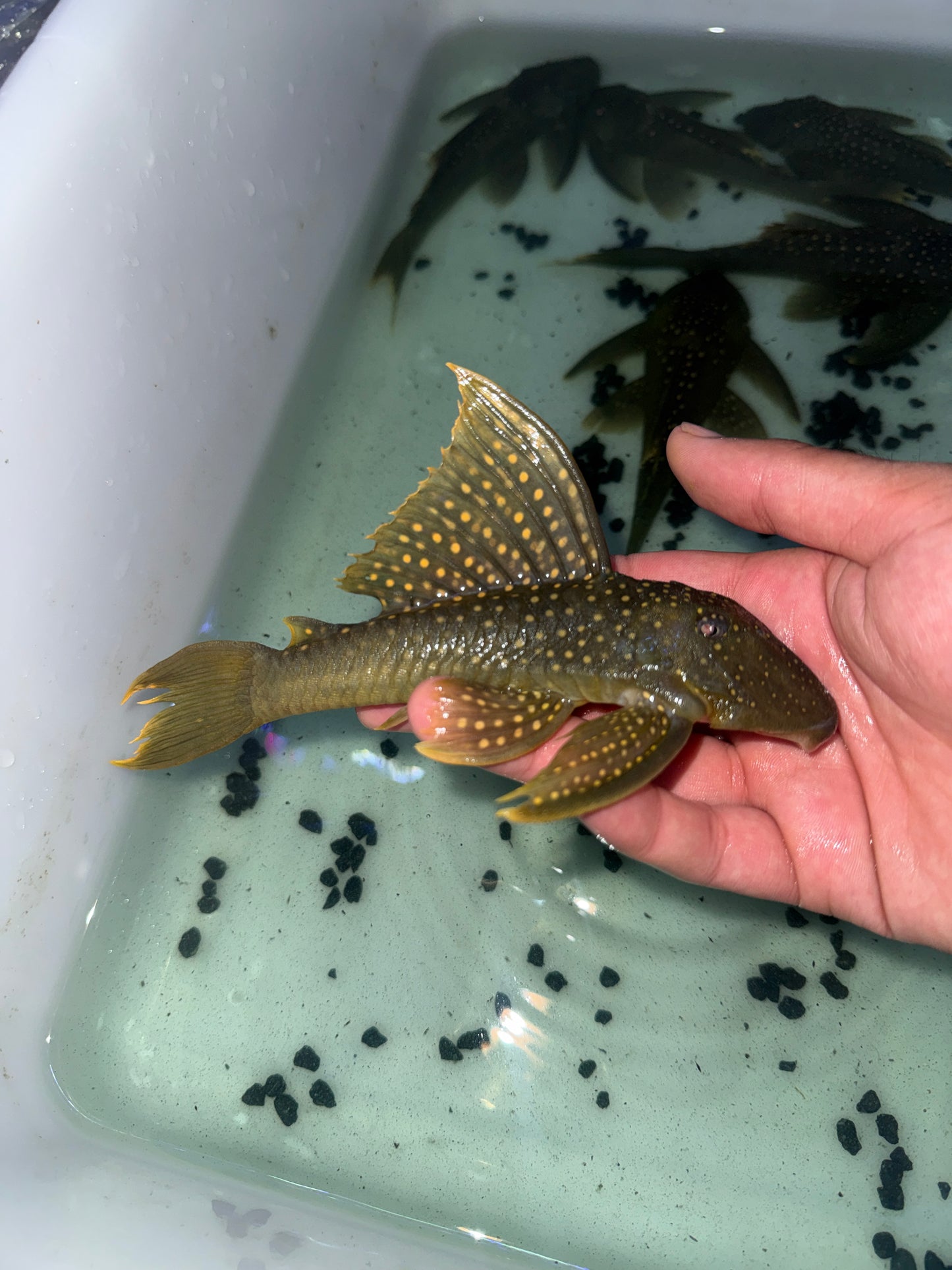 L200 Green Phantom Pleco (Hemiancistrus subviridis)
