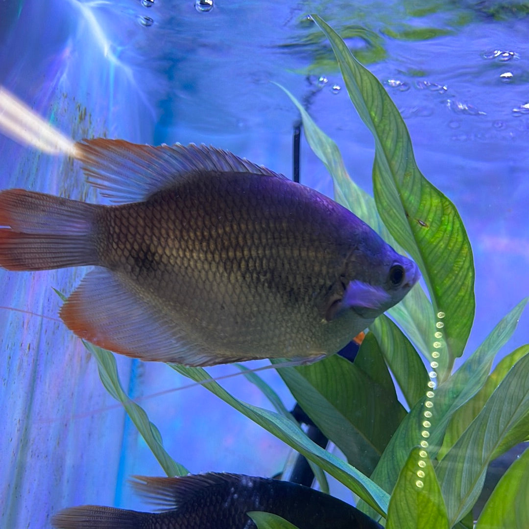 Betta fish with clearance gourami