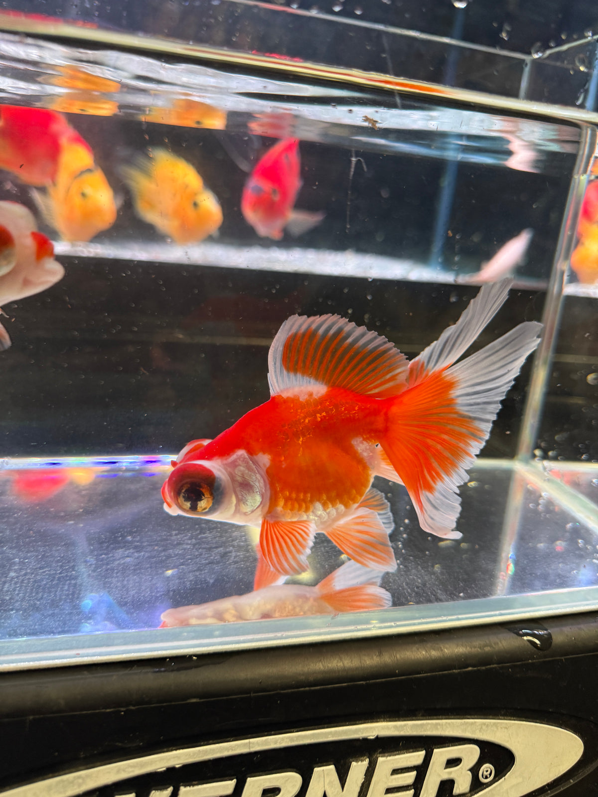 Butterfly Tail Fancy Goldfish