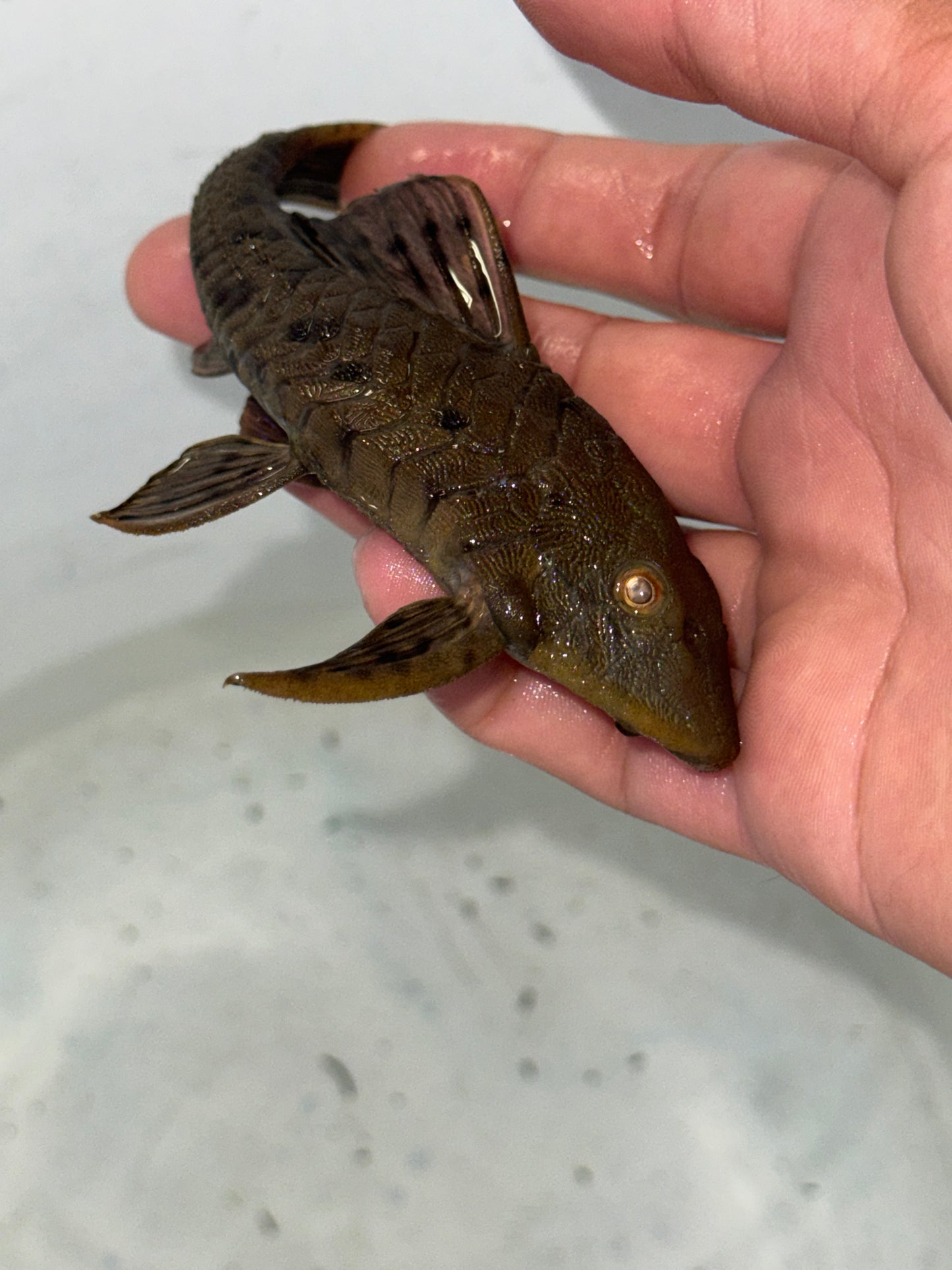 L095 Orange Cheek Pine cone Pleco