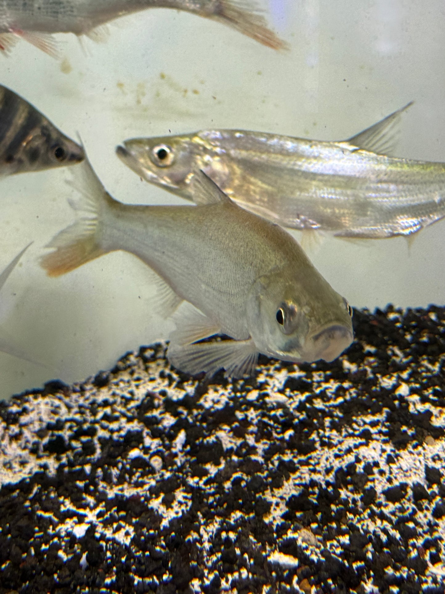 Mongolian redfin (Chanodichthys mongolicus)