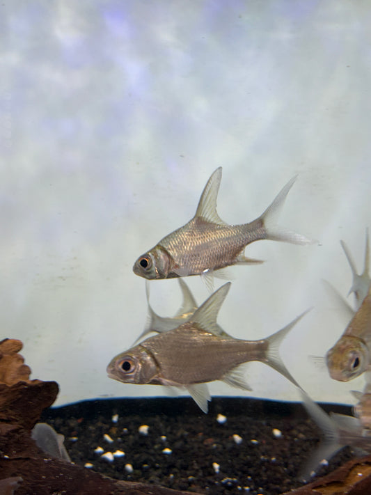 Rare! Puntioplites waandersi Barb