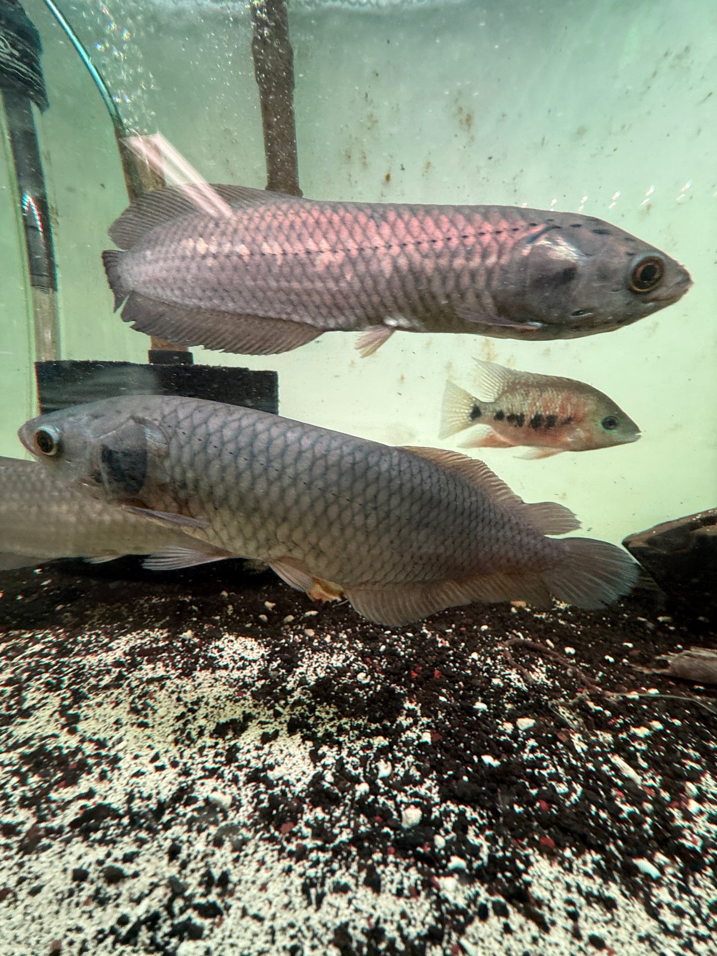 African Arowana