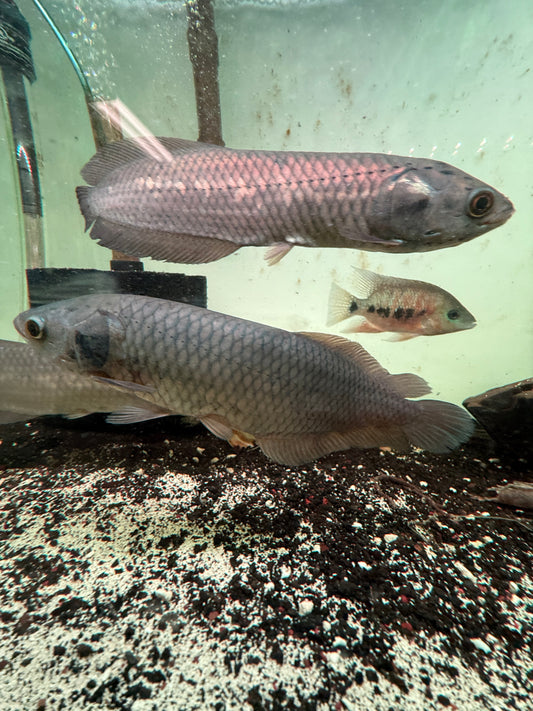 African Arowana