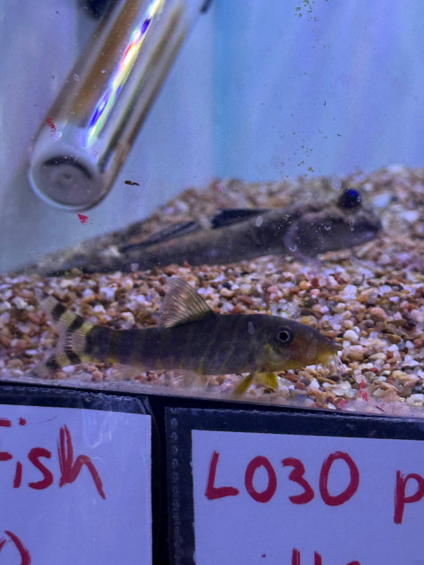 Queen Loach, Botia dario Bengal Loach