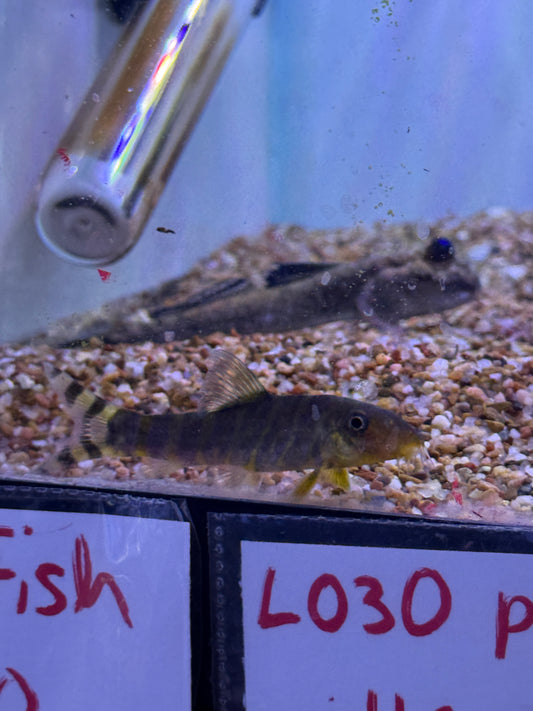 Queen Loach, Botia dario Bengal Loach