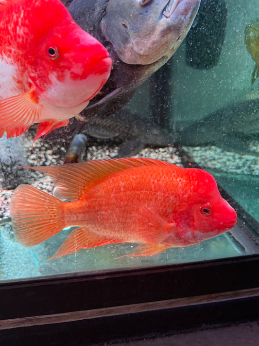 #1 Red Devil / Midas  Cichlid