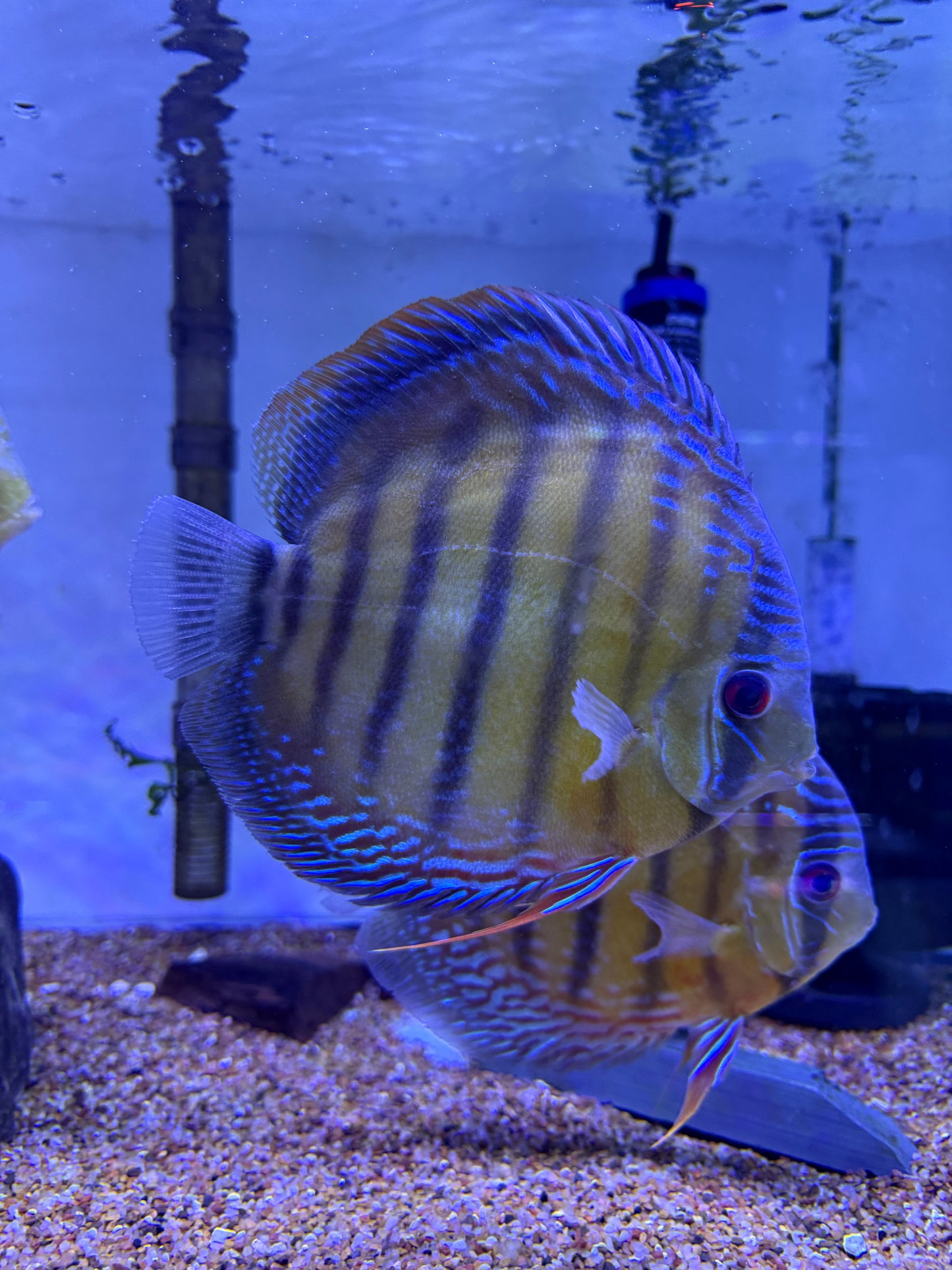 Super Rare! Brazil Wild Semi Royal Red Nhamunda Discus