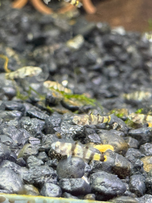 Brachygobius nunus  Golden-Banded Bumblebee Goby