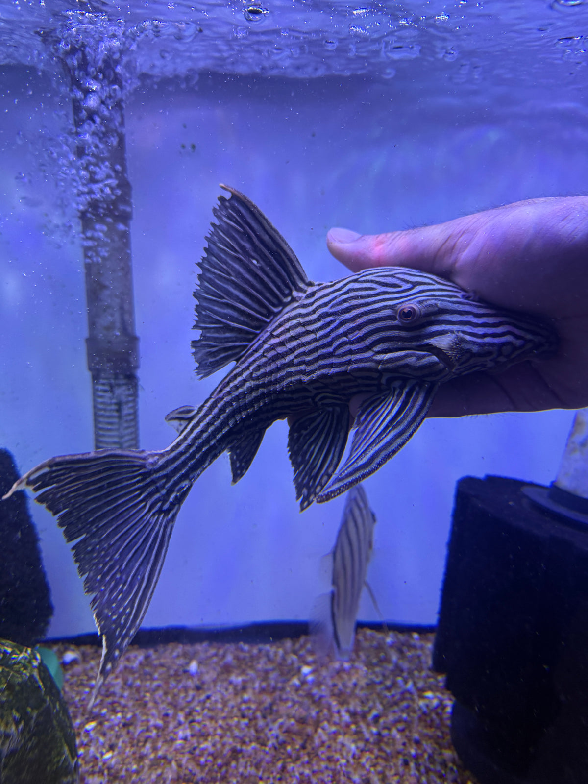 L190  Royal Pleco (Panaque cf. Nigrolineatus)