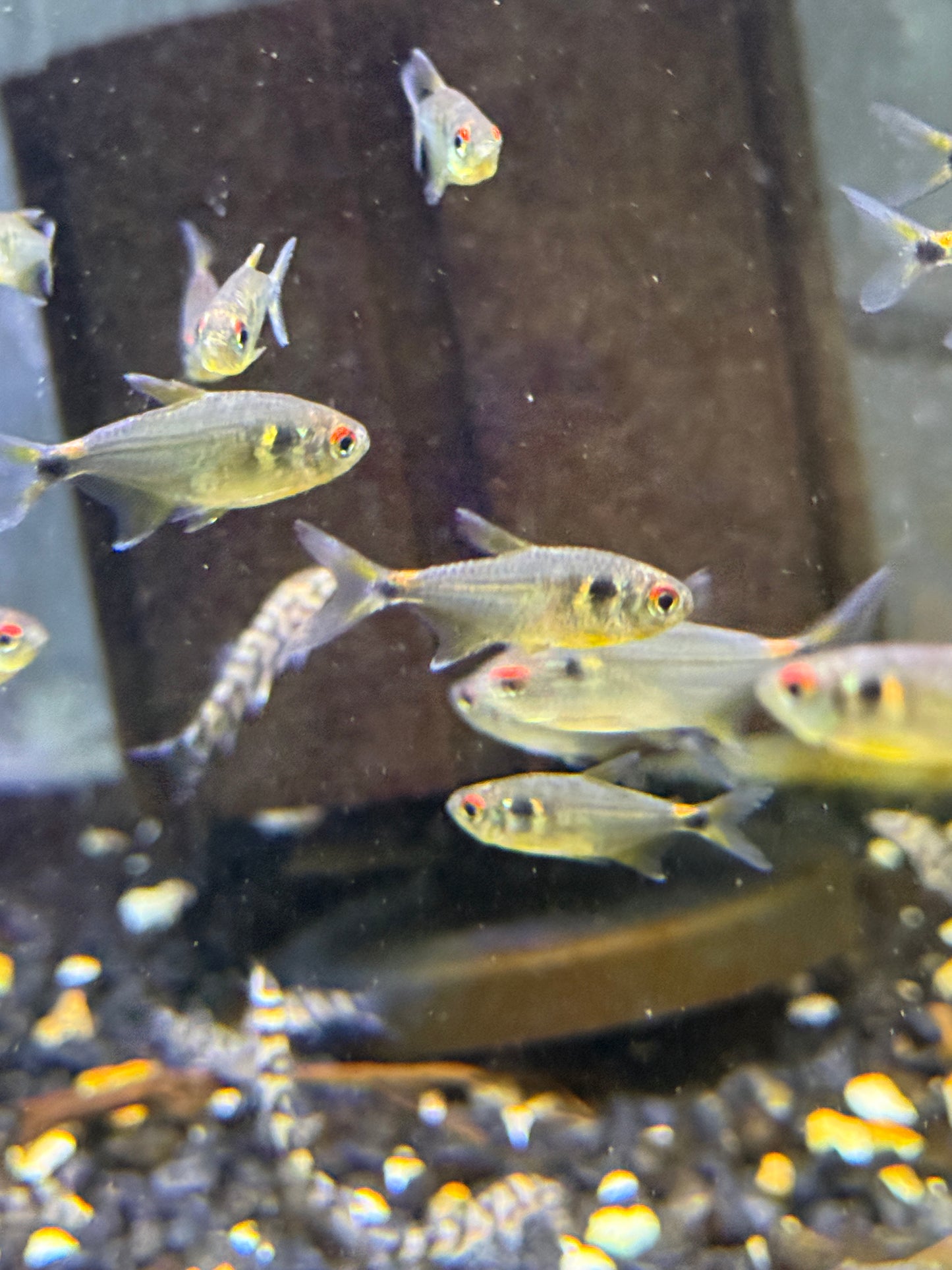 Head-and-taillight tetra (Hemigrammus ocellifer)