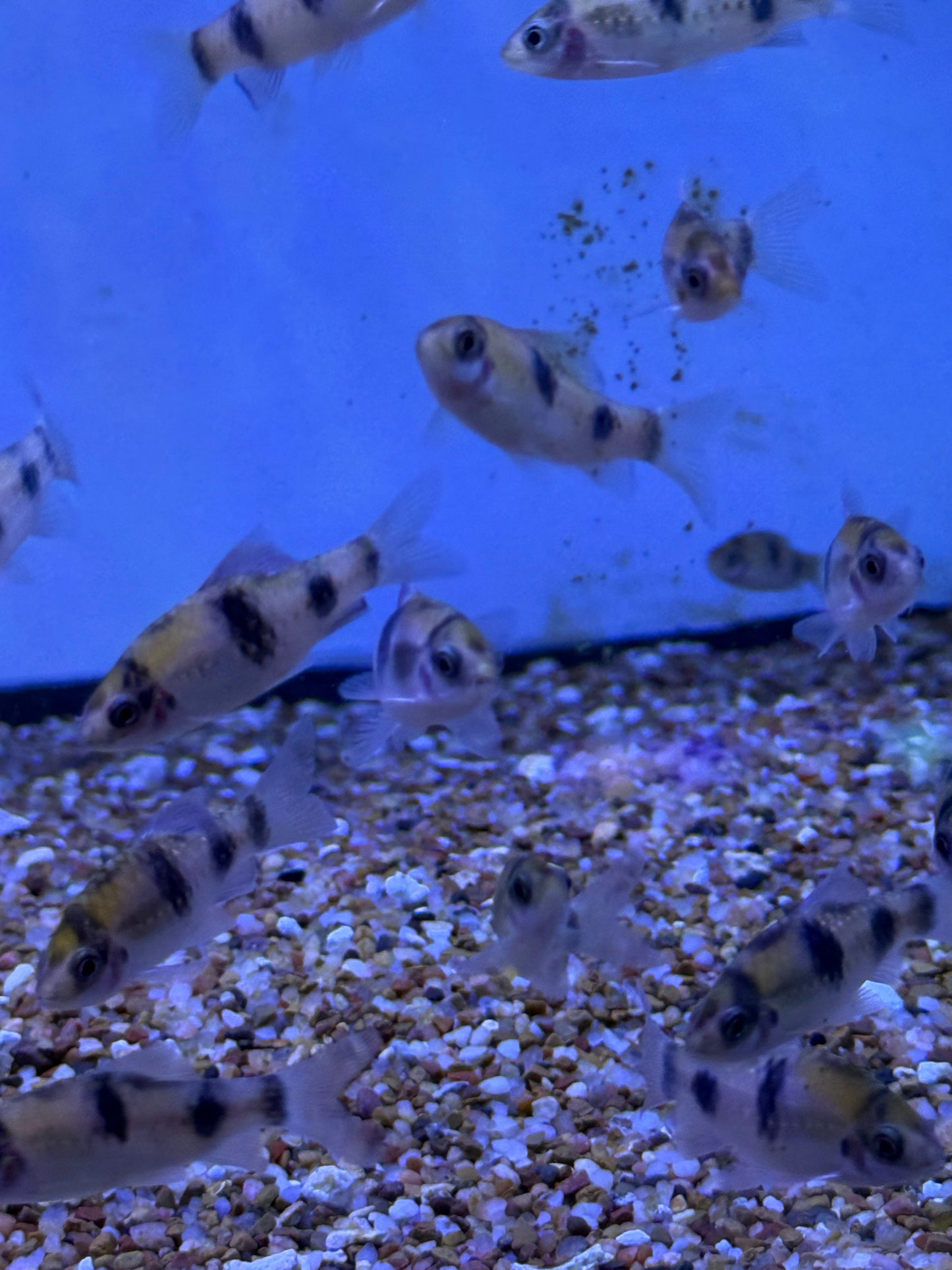 MELON BARB (HALUDARIA FASCIATA)