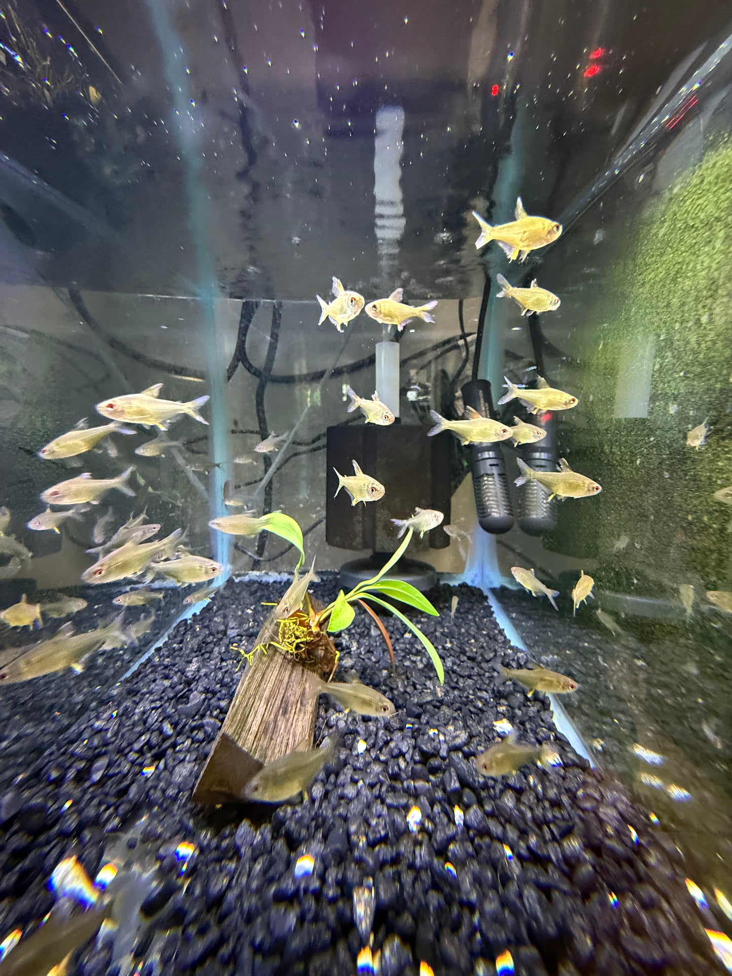Lemon Tetra (Hyphessobrycon pulchripinnis)