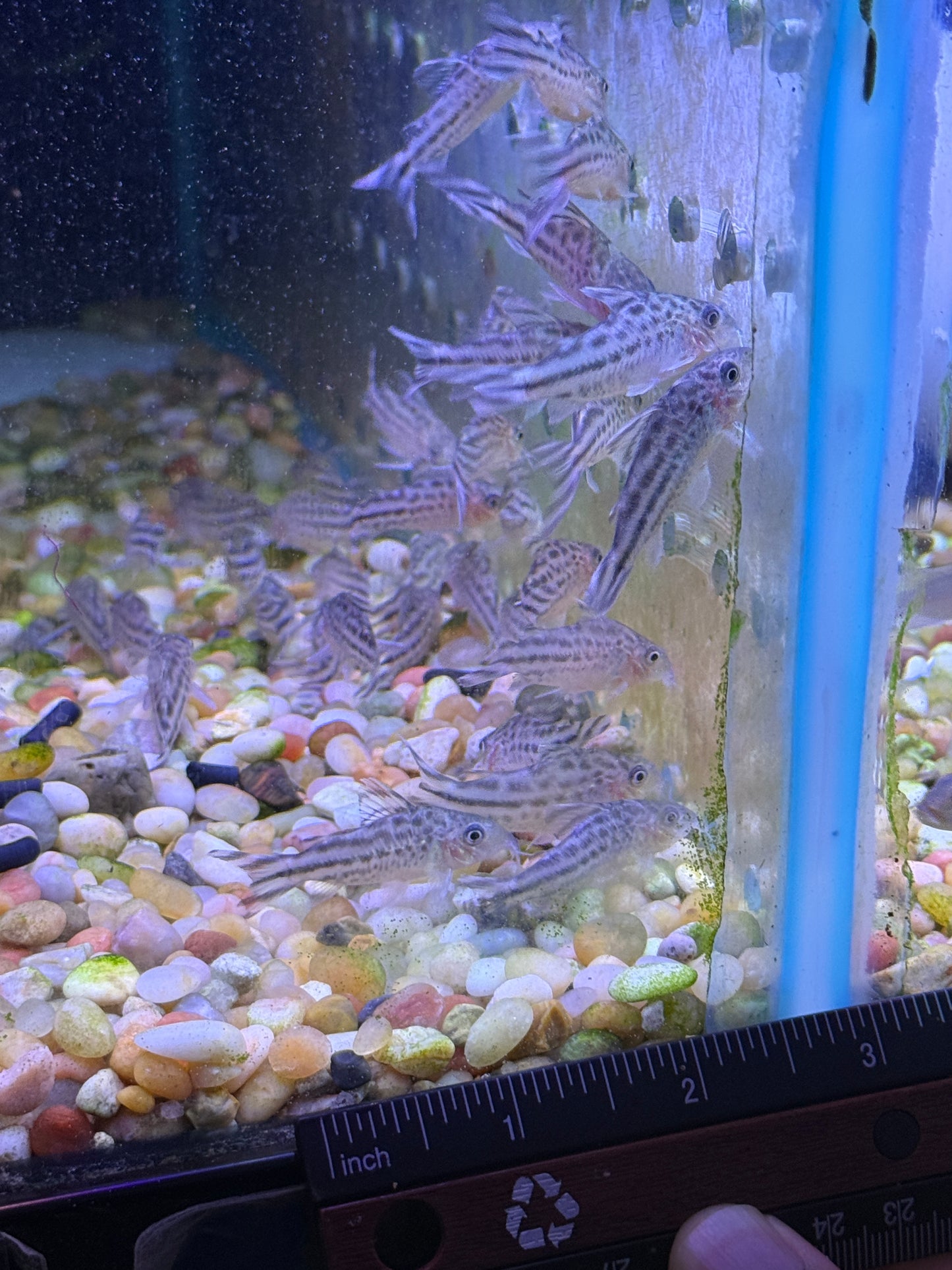 Flag Tail Cory (Brochis robineae)
