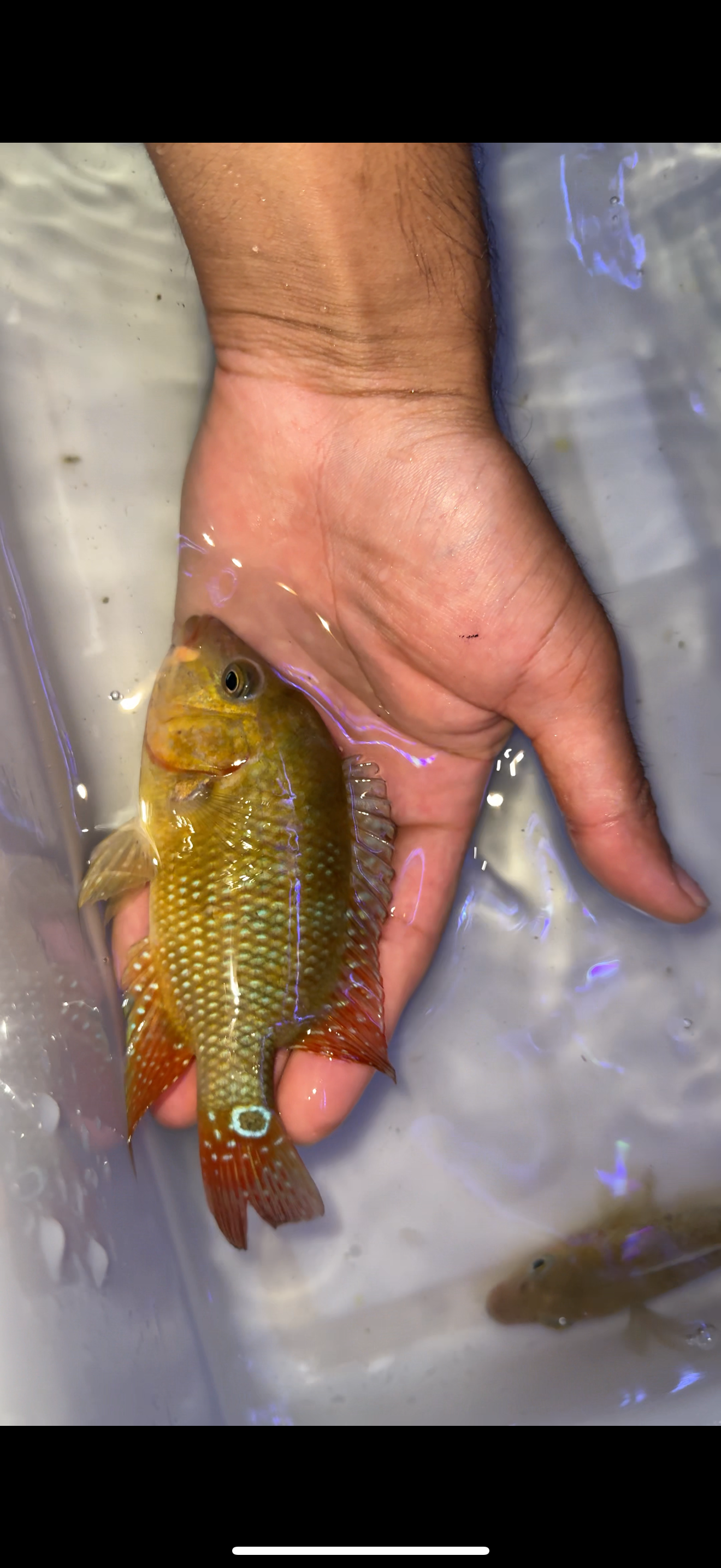 Cichlasoma festae
Red Terror wild caught from Ecuador F0 Fish !!
