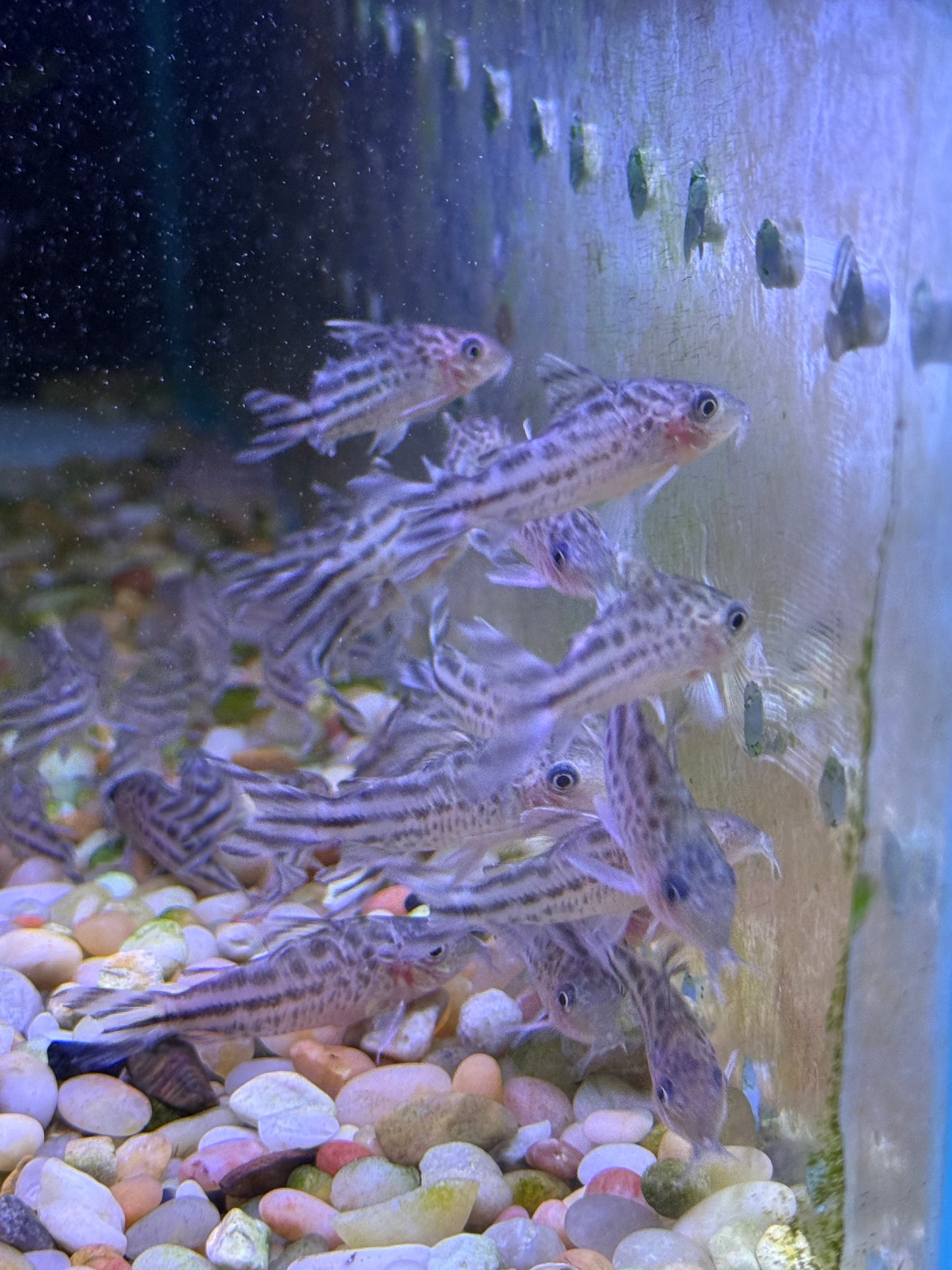Flag Tail Cory (Brochis robineae)