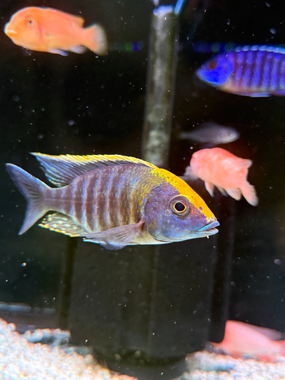 Sulphur Sulfur Head Peacock Cichlid Aulonocara mayland