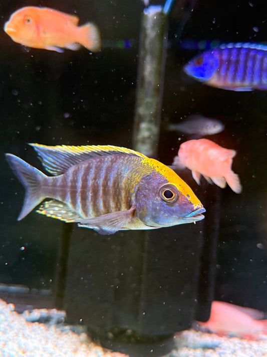 Sulphur Sulfur Head Peacock Cichlid Aulonocara mayland