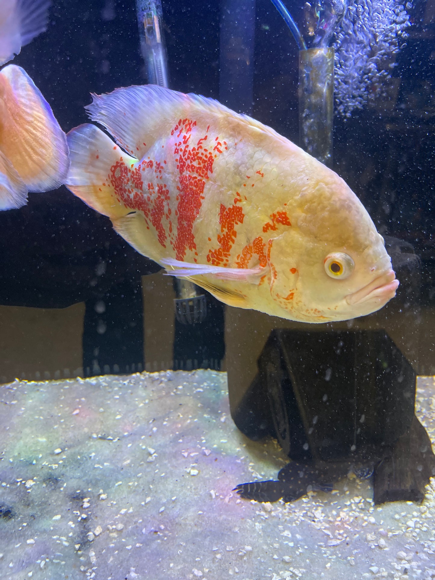 Albino Tiger Oscar