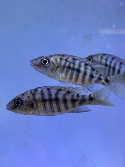 Rare ! Protomelas ornatus  Ornatus Thick Lips