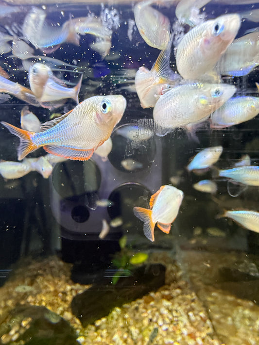 DWARF NEON PRAECOX RAINBOWFISH (MELANOTAENIA PRAECOX)