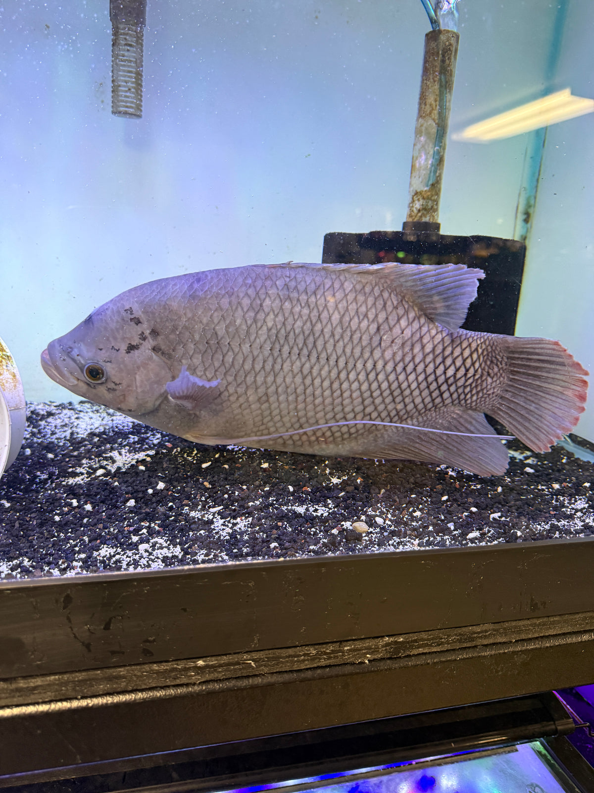 Rare Elephant Ear Gourami Osphronemus exodon