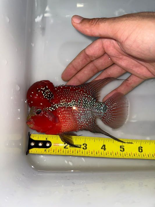 #1 Super Red Dragon Flower Horn