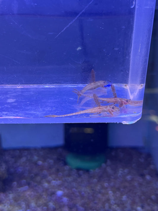 Red Lizard Whiptail Catfish (Rineloricaria sp. L010a)