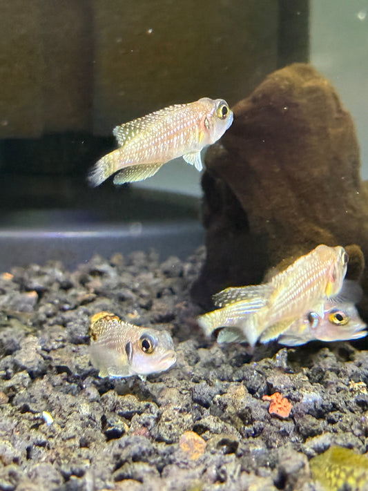 Lamprologus meleagris  pearly ocellatus
