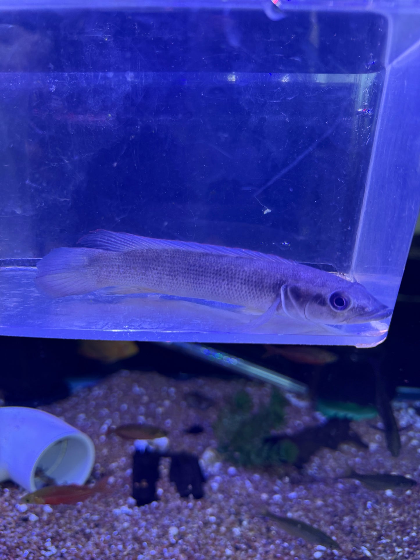 Blunt Faced Pike Cichlid Stocki Crenicichla semifasciata