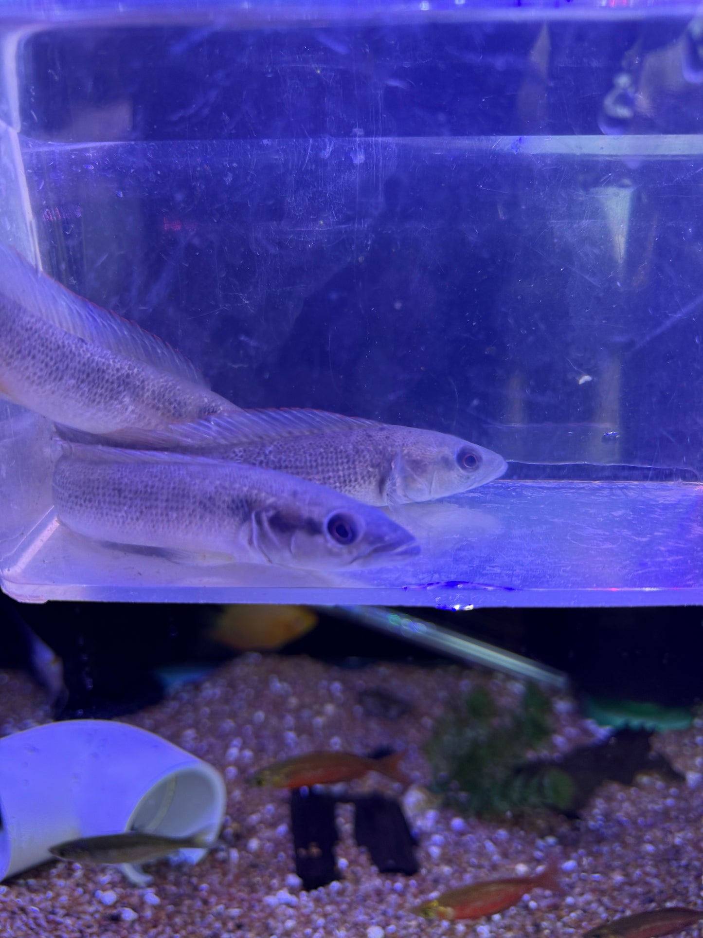 Blunt Faced Pike Cichlid Stocki Crenicichla semifasciata