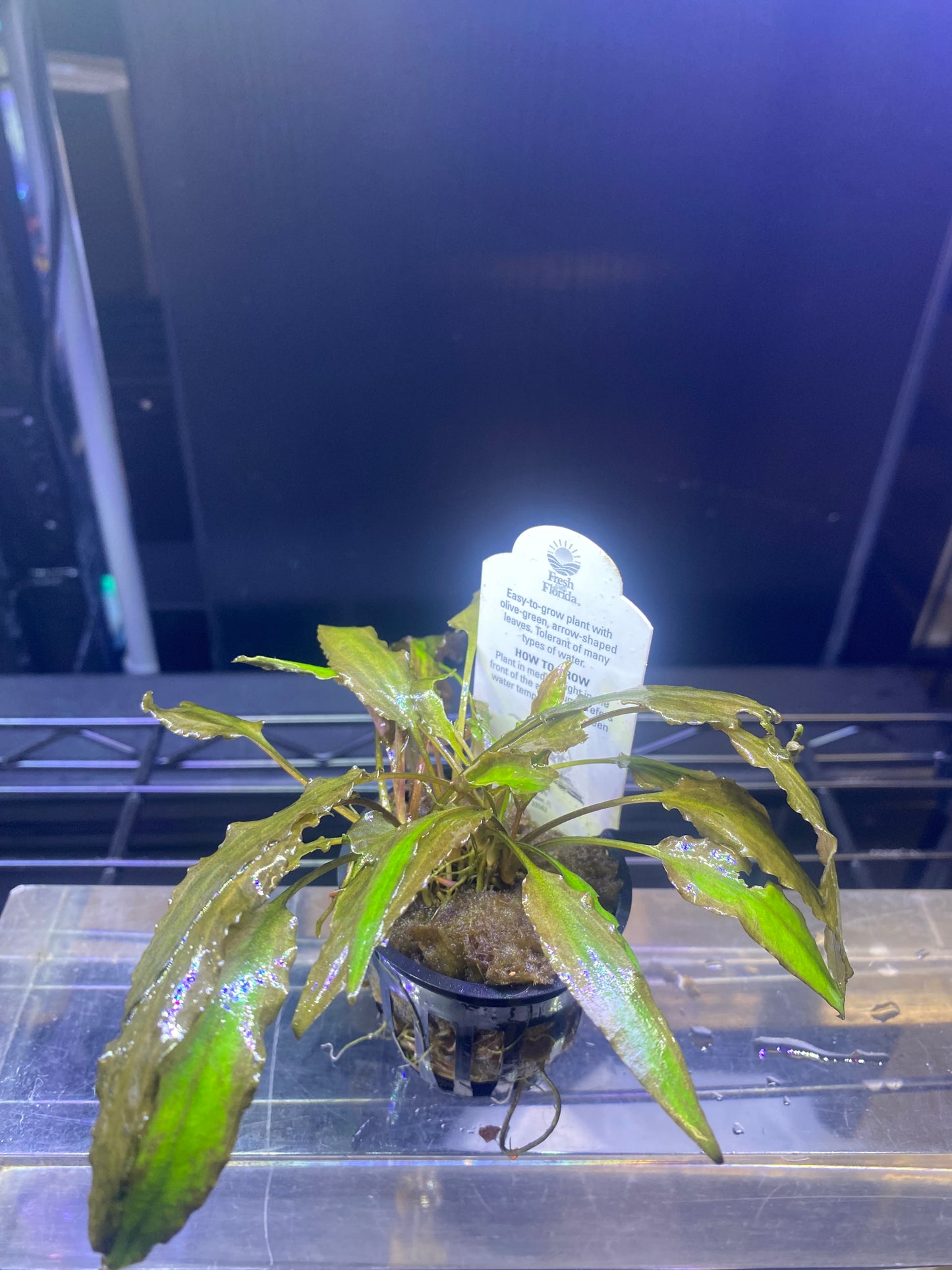 Potted Cryptocoryne Wendtii Green