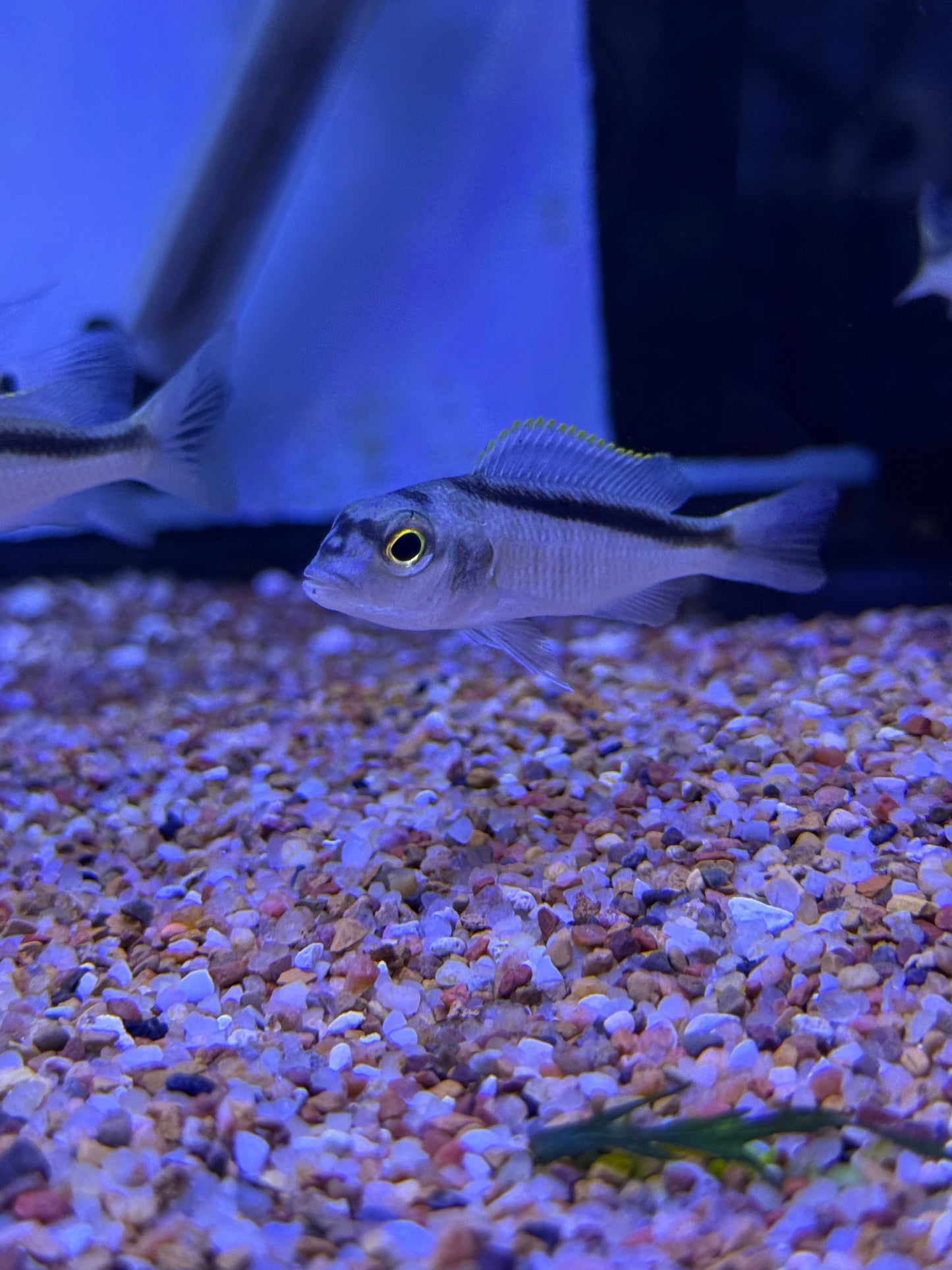 Buccochromis spectabilis Spectacular Cichlid or Malawi Butterfly