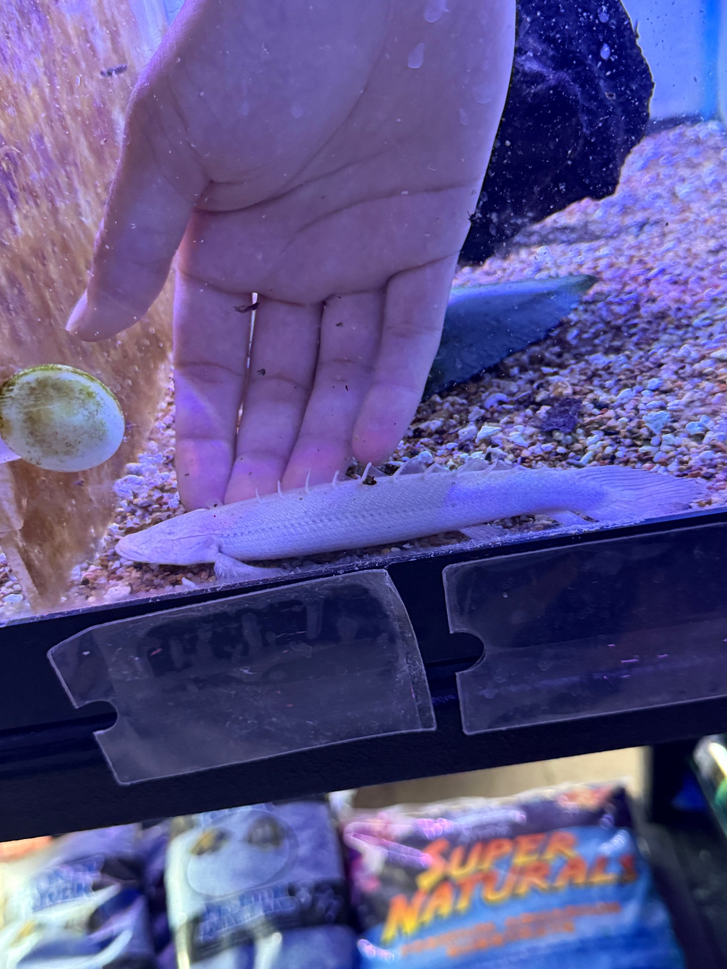 Eyeless PLATINUM ENDLICHERI BICHIR (POLYPTERUS ENDLICHERI)