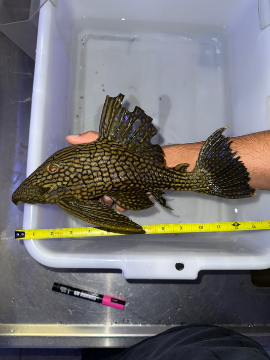 L330 Watermelon Pleco (Panaque Nigrolineatus Laurafabianae) Royal Pleco