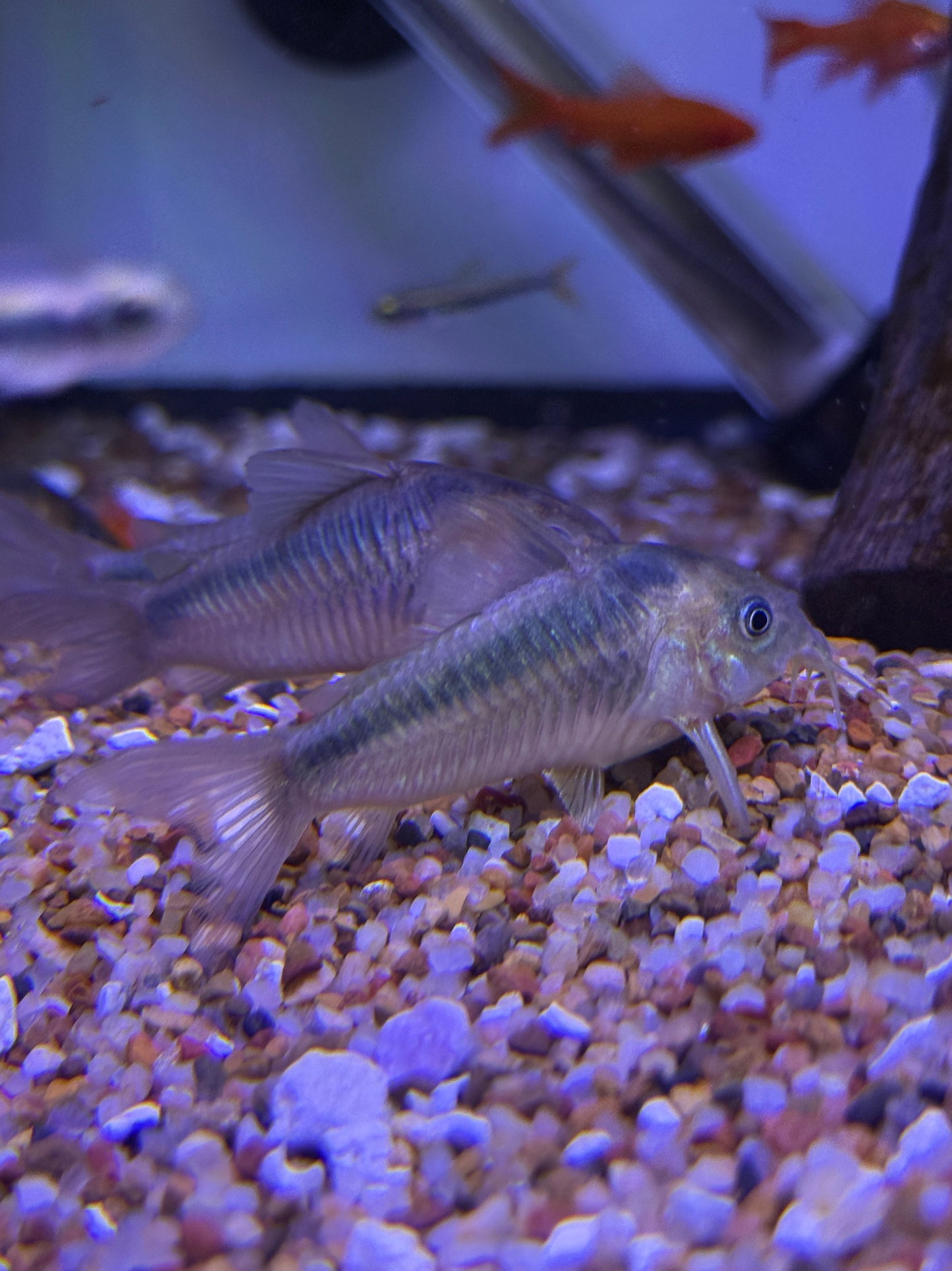 Rust Corydoras (Corydoras rabauti) Peru